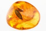 Detailed Fossil Leaf (Dillenia) in Baltic Amber #278694-1